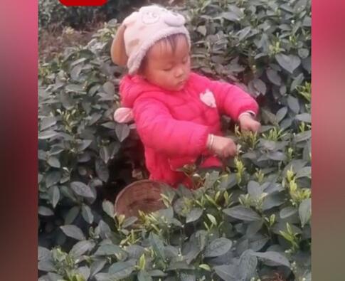 3岁萌娃帮妈妈采茶叶动作娴熟，刚会走路就跟着采茶了