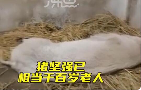 14岁的猪坚强已瘦骨嶙峋 风烛残年垂垂老矣