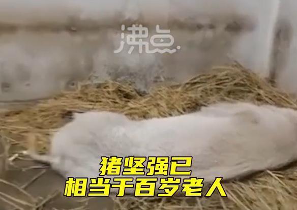 14岁的猪坚强已瘦骨嶙峋 网友：希望它能“安乐”地离开