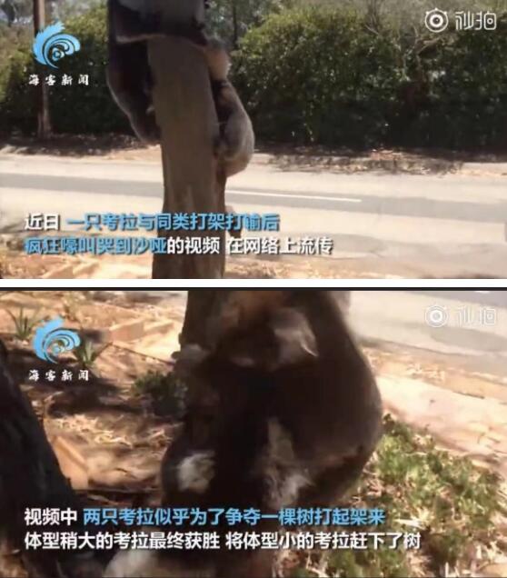 是不是输不起？考拉打架打输哭到声音沙哑，画面曝光太魔性了