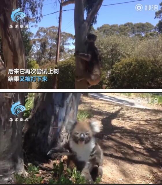 是不是输不起？考拉打架打输哭到声音沙哑，画面曝光太魔性了