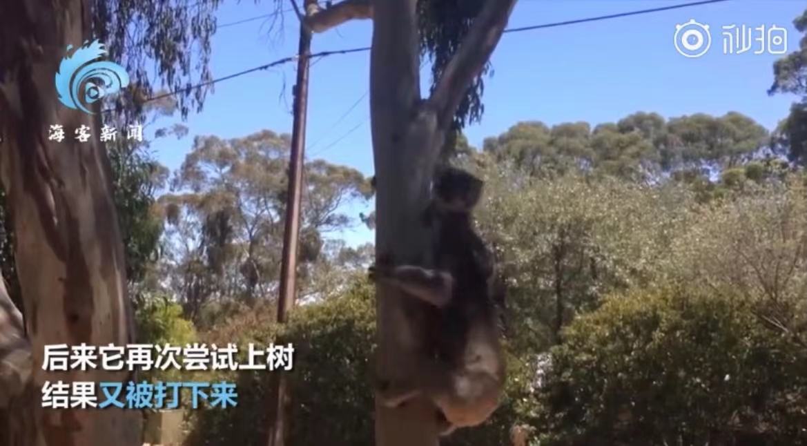 声嘶力竭!考拉打架打输哭到声音沙哑,画面曝光太可爱啦