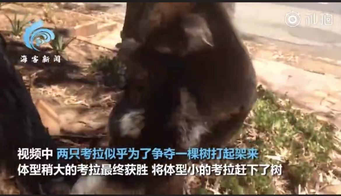 声嘶力竭!考拉打架打输哭到声音沙哑,画面曝光太可爱啦