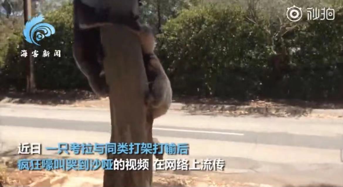 声嘶力竭!考拉打架打输哭到声音沙哑,画面曝光太可爱啦