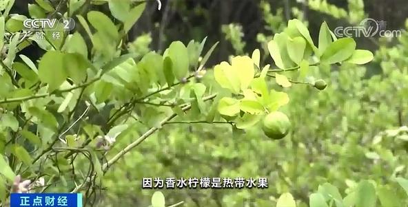 柠檬身价暴涨 网友：我只关心柠檬茶，会不会升价