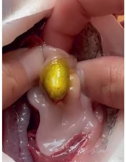 中彩票了!女子在鱼肚子里发现金丹 药丸大小的金色异物是什么