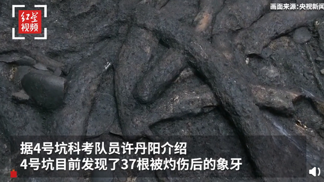 又有重要收获!三星堆祭祀坑出土超120根象牙,考古专家现场惊呆