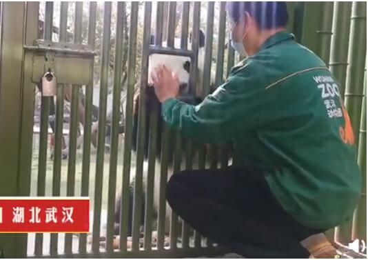 大熊猫姐妹花春俏和胖妞离开武汉 与饲养员依依惜别
