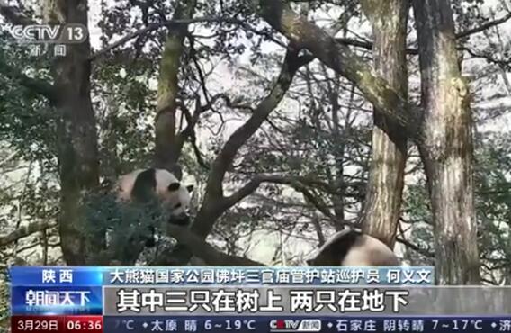 【爱情保卫战】野生大熊猫为争配偶激烈打斗 两只铁憨憨