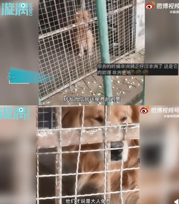 【荒唐】男子在动物园狮笼里发现一只金毛 这是什么操作？