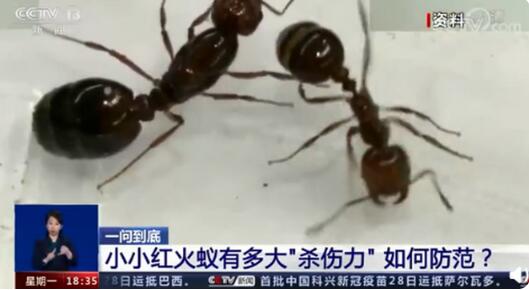 红火蚁入侵12省份 专家:遇到快跑 红火蚁为何有这么大的破坏力?