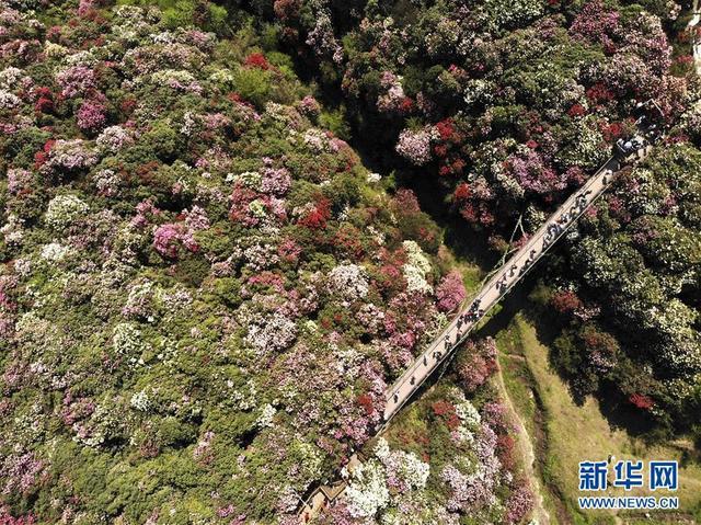 【清明节现“补偿式返乡”】清明全国高速总流量将达1.51亿辆！
