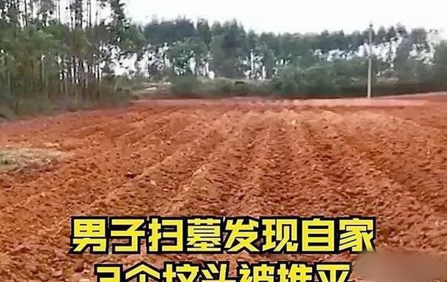 太荒唐！男子扫墓发现自家坟头被推平种甘蔗