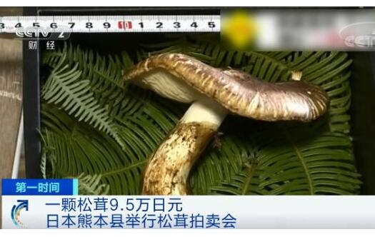 日本松茸拍卖一颗高达9.6万日元 散发奇香令人垂涎（图）