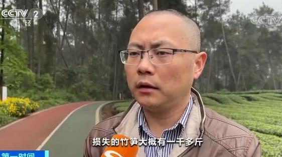 “天价竹笋“当事村民接受采访 镇政府回应：损失了1000多斤