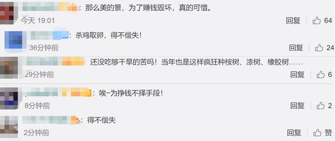 西双版纳现大规模毁林种茶 究竟发生了什么？