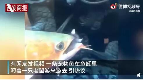 颠覆了认知！深圳一宠物鱼在鱼缸里吃老鼠 大嘴吃八方