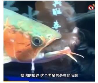 颠覆了认知！深圳一宠物鱼在鱼缸里吃老鼠 大嘴吃八方