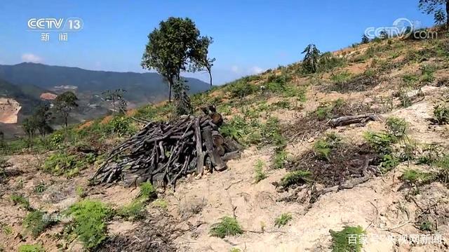西双版纳现大规模毁林种茶 到底发生了什么？