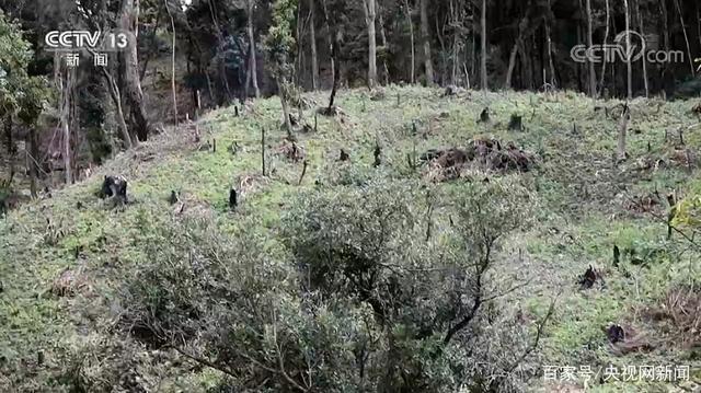 西双版纳现大规模毁林种茶 集中违法毁林现象酒精因何原因？