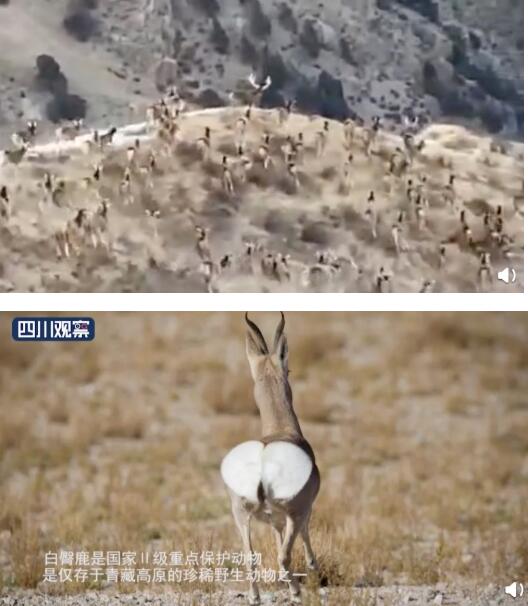 【场面壮观】近200头白臀鹿追逐嬉戏，网友：好像一群爱心在追逐