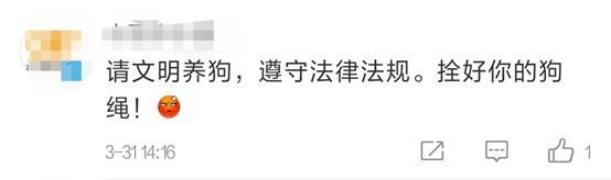 城管抓捕未拴绳狗遭女主人刀刺 具体发生了什么?