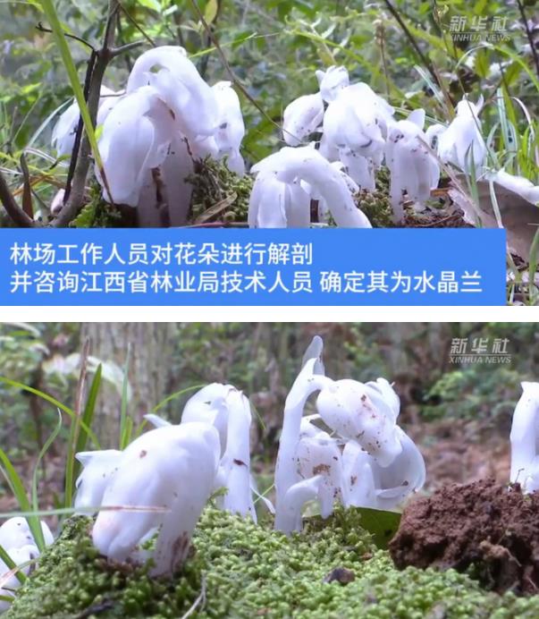 江西一林场发现奇特花朵在幽暗处能发光，名字曝光让人惊艳