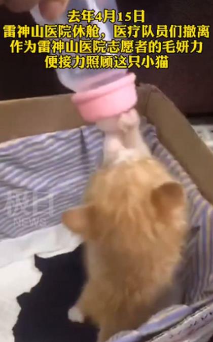 雷神山流浪小奶猫一年后成胖橘 这只雷神喵经历了什么？