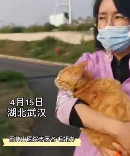 雷神山流浪小奶猫一年后成胖橘 这只雷神喵经历了什么？