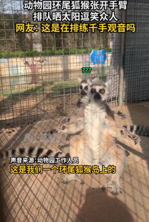 画面曝光！环尾狐猴张开手臂排队晒太阳，网友爆笑： 在练千手观音吗？