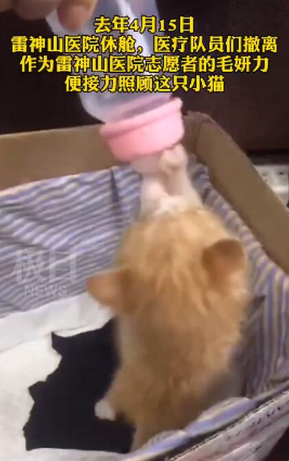 大橘为重!雷神山流浪小奶猫一年后成胖橘，霸气雷神喵引围观
