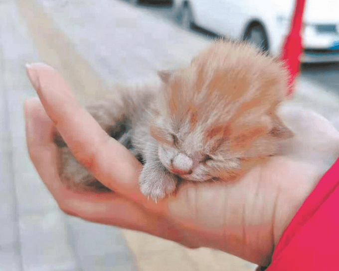 【大橘为重】雷神山流浪小奶猫一年后成“胖橘”