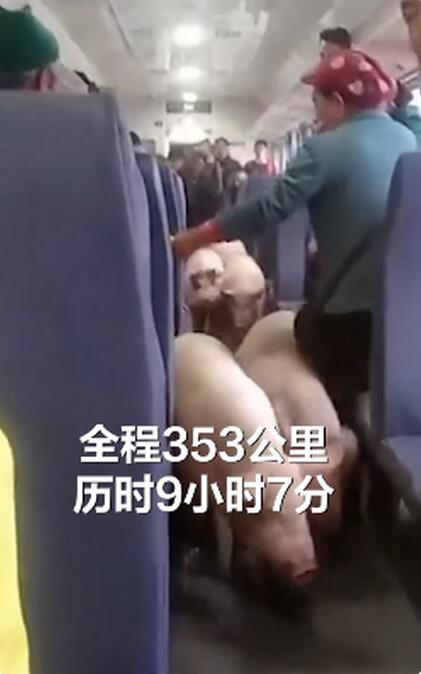 人间烟火气！四川一火车上有猪羊成群穿行，具体啥情况？