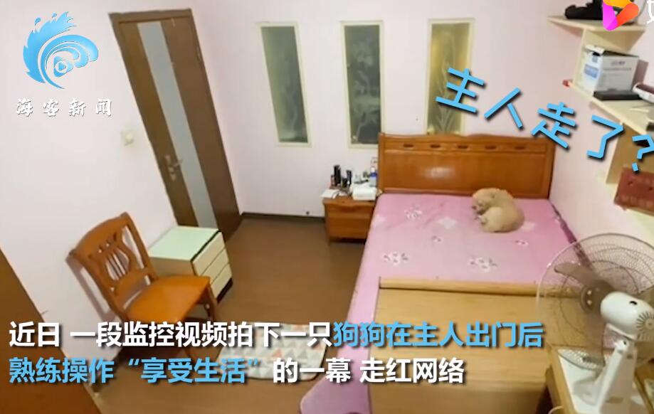 狗生舒服！主人出门狗狗熟练操作享受生活，神操作被监控全程拍下