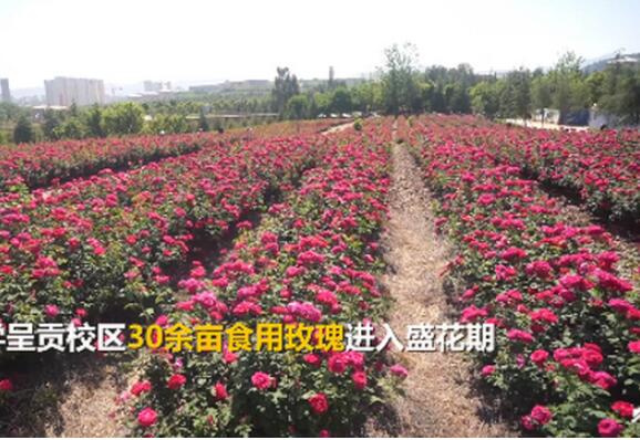 云南大学食堂推出玫瑰宴 玫瑰奶冻、玫瑰寿司、玫瑰冰粉