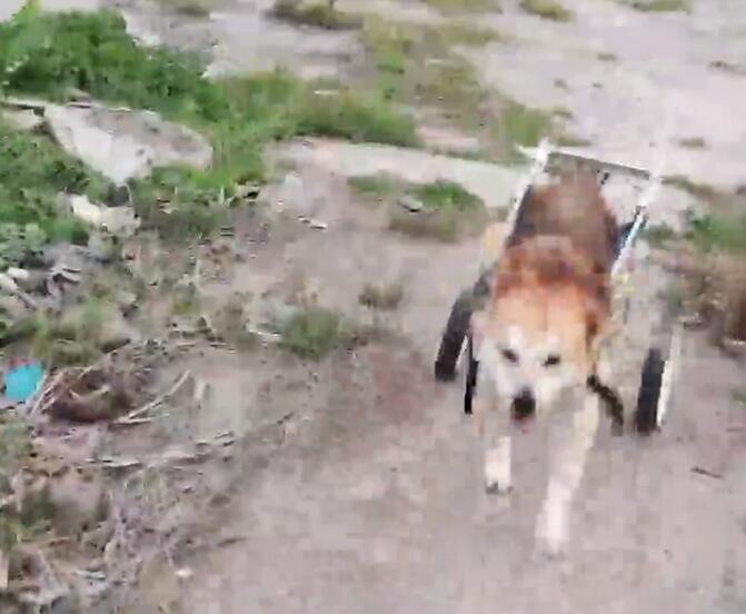 男子为下肢瘫痪狗狗装轮椅，狗子飞奔的那一刻让网友感动：快乐多了