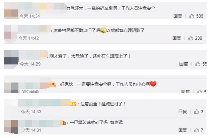 体长约2米！黑龙江村庄闯入东北虎咬伤1人 ，惊险画面曝光