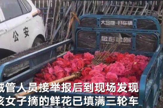 女子绿化带里摘月季塞满三轮车 执法人员赶到处置