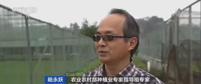 红火蚁入侵，已席卷12省份！有农作物产量或损失40%