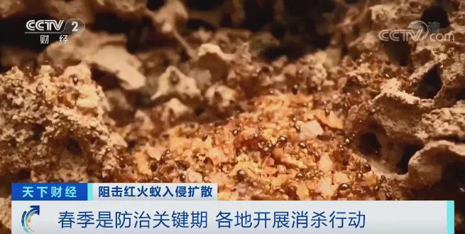 红火蚁入侵12个省份！红火蚁泛滥有农作物产量或损失40%