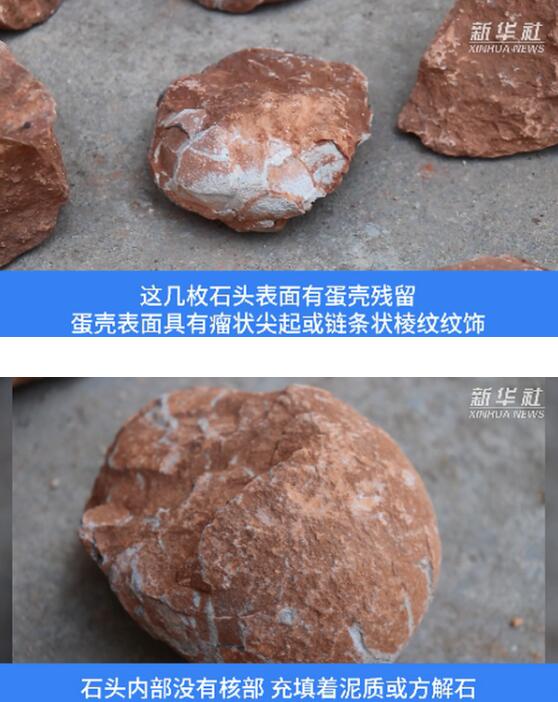 江西工地挖出6600万年前恐龙蛋化石，恐龙蛋化石长啥样？【图】