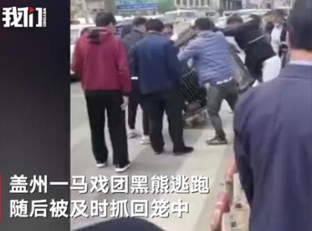 【细思极恐】辽宁一马戏团黑熊逃跑上街，画面曝光引围观