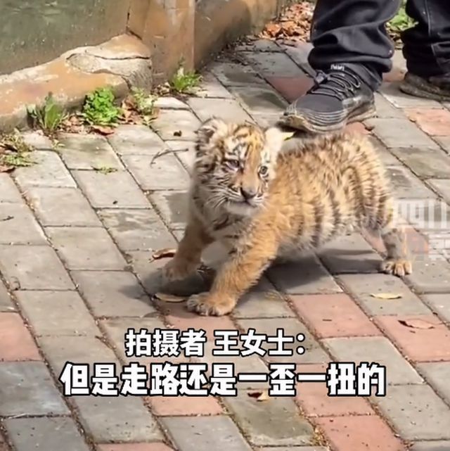 可可爱爱！1个月大小老虎动物园里逛街，现实版大王来巡山