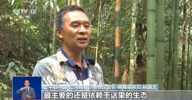 蜕变奇迹!云南上亿只蝴蝶宝宝将化羽成蝶