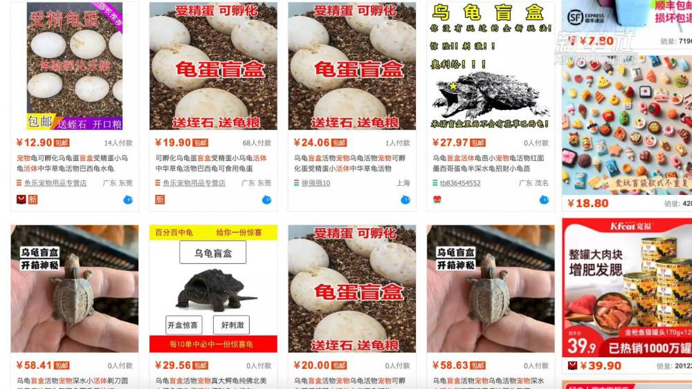 “宠物盲盒”为何成为“带血的生意”？