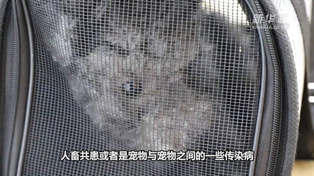 “宠物盲盒”为何成为“带血的生意”？