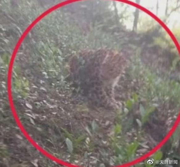 杭州第二只出逃豹子被麻醉捕获 被咬死为假消息