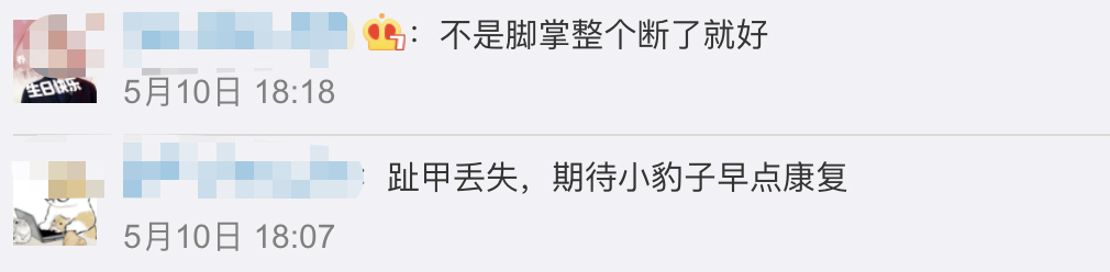 专家:第3只豹子,可能已经死亡