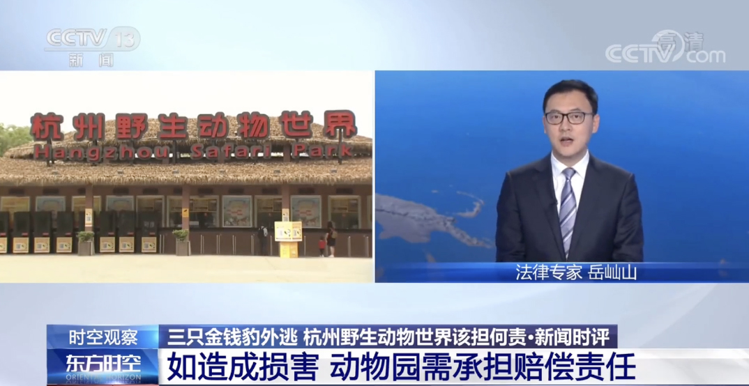 专家：第3只豹子，可能已经死亡