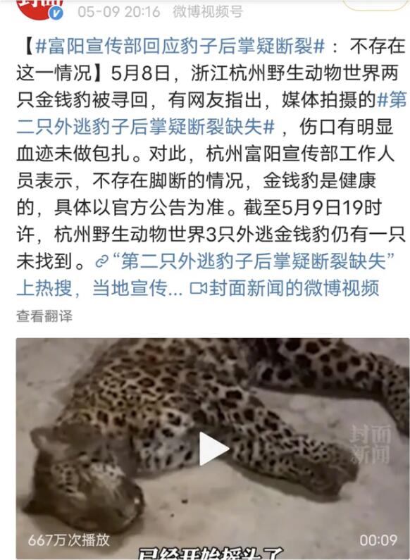 专家判断第3只豹子或已死亡，究竟发生了什么？
